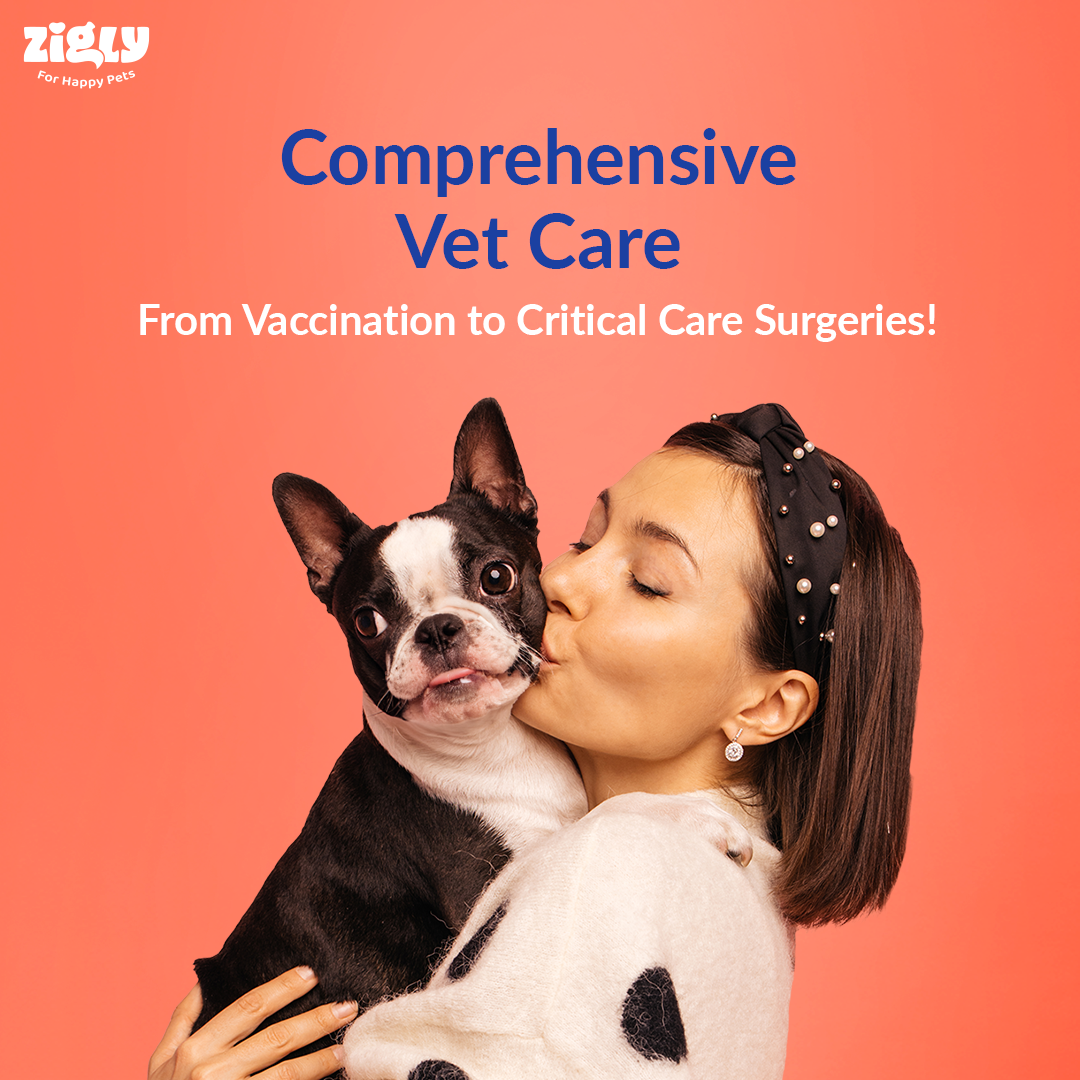 Zigly+ Essential Plan