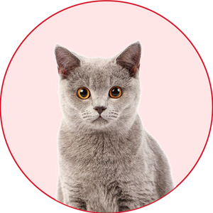 Cat Category on Petsy