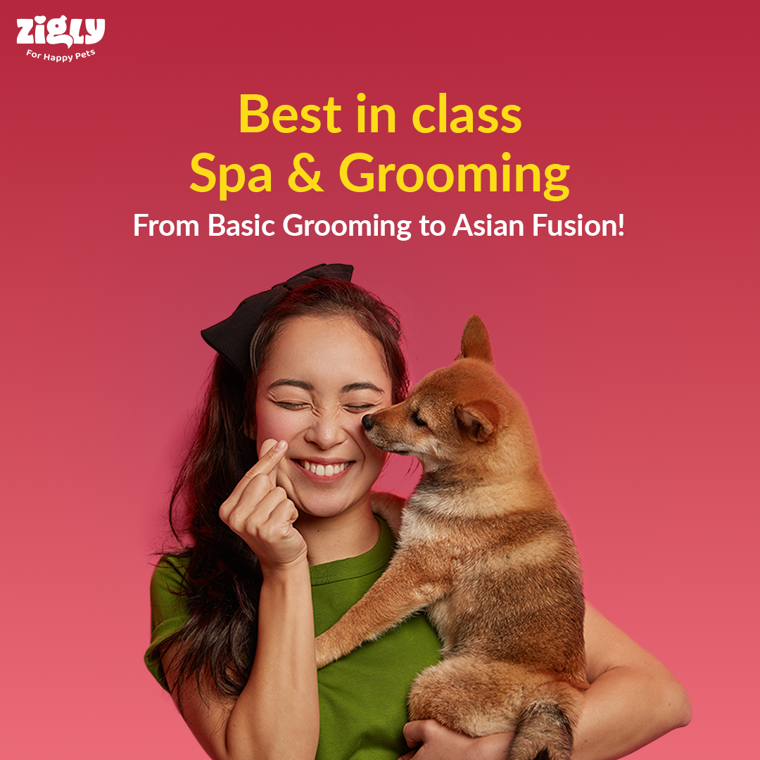 Zigly+ Premium Plan : Platinum