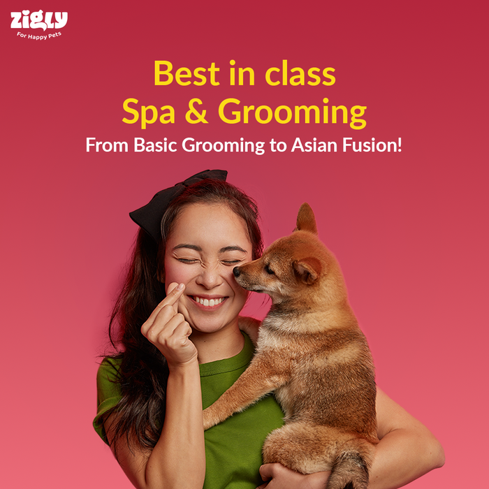 Zigly+ Power Up Plan