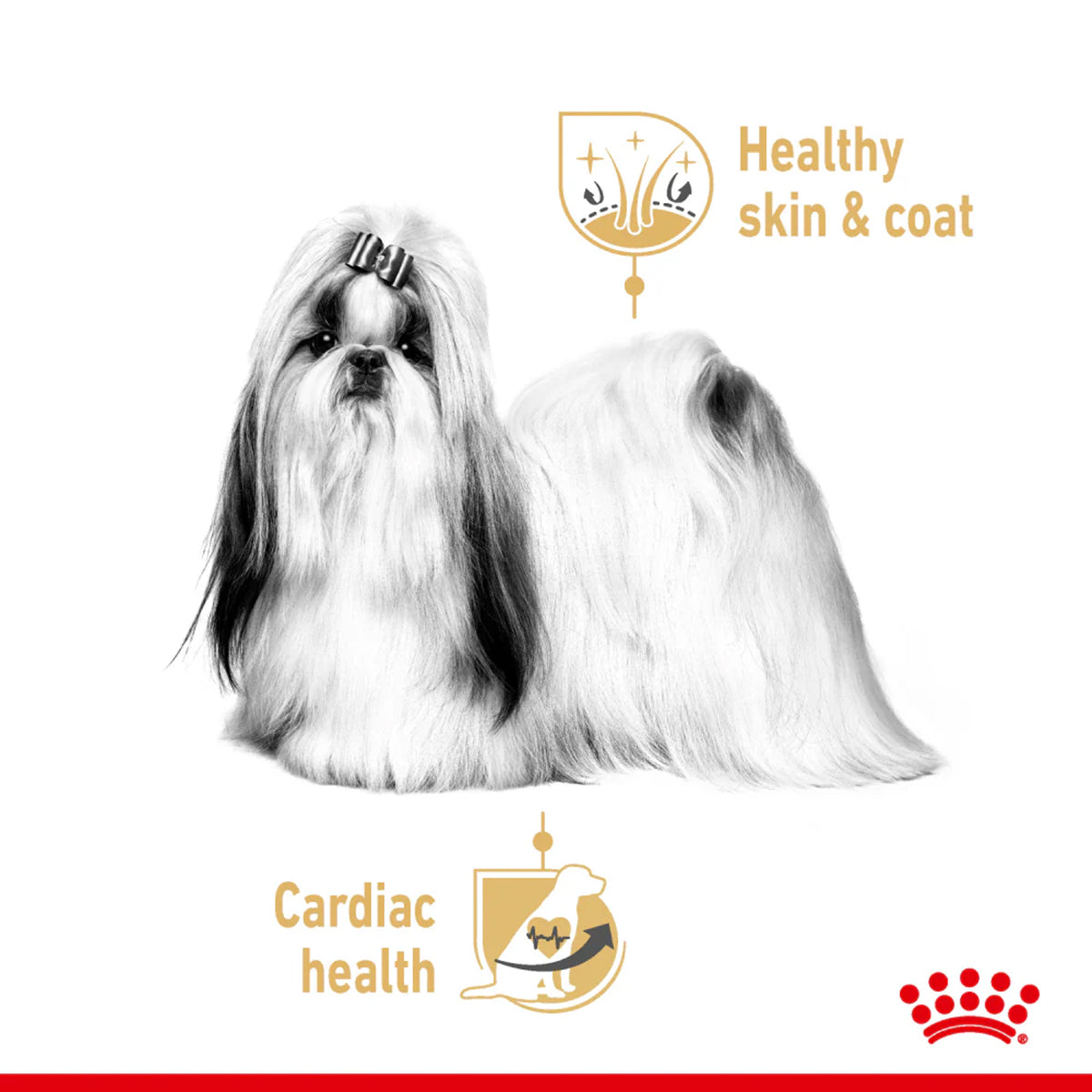 Royal Canin Shih tzu Adult Wet Food 85 gm