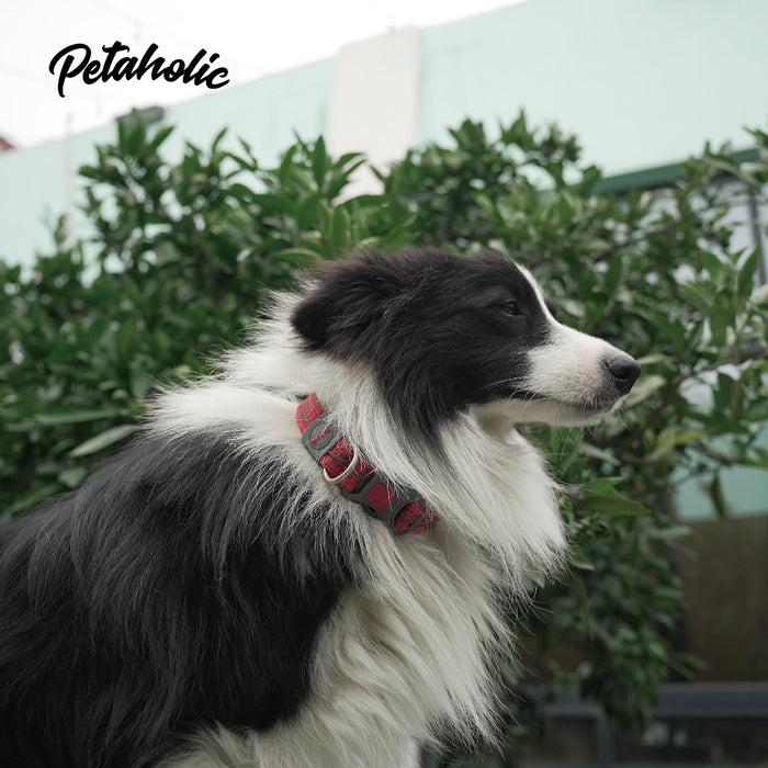 Petaholic Sports Series Pet Collar-Orange