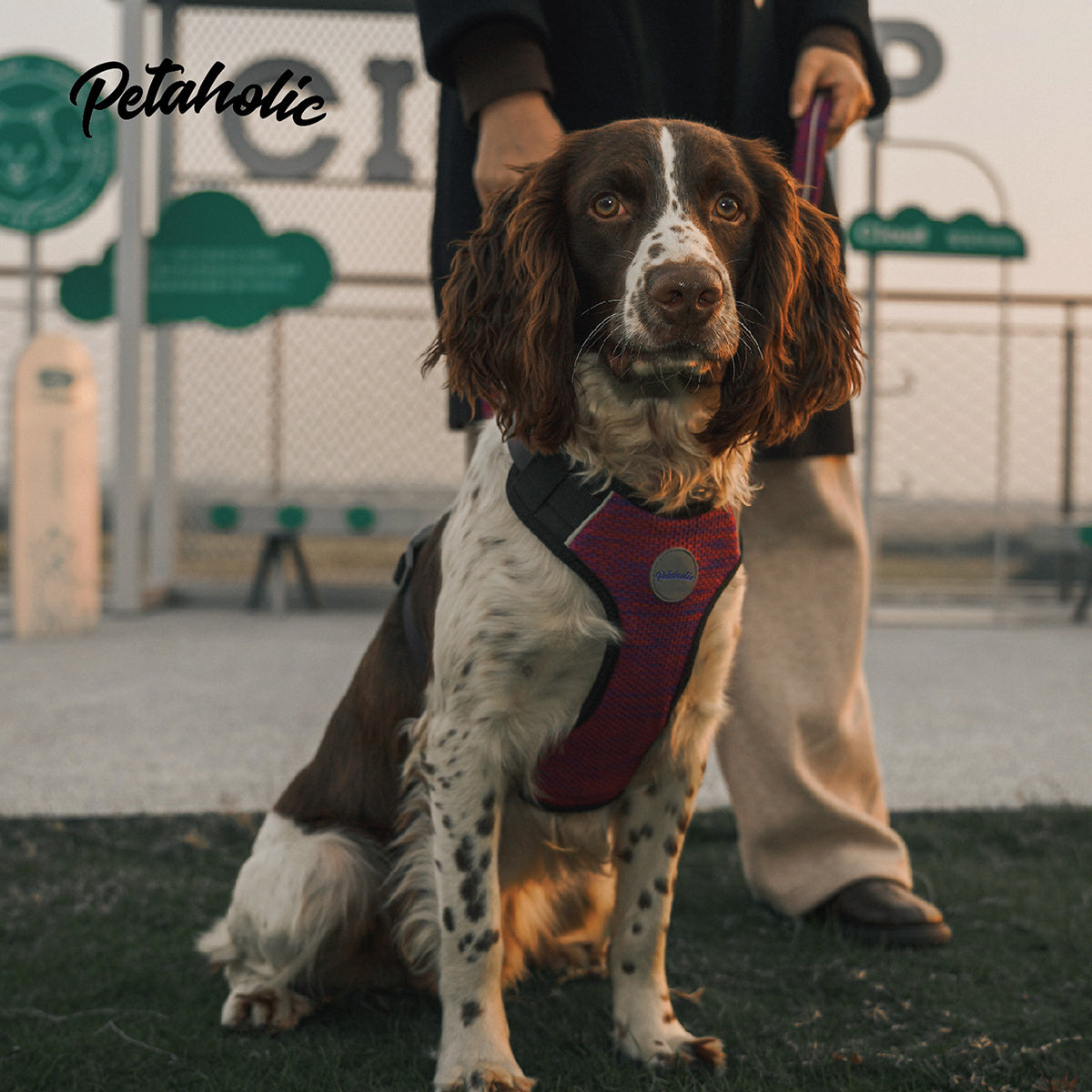 Petaholic Sports Series Pet Harness -  Maroon