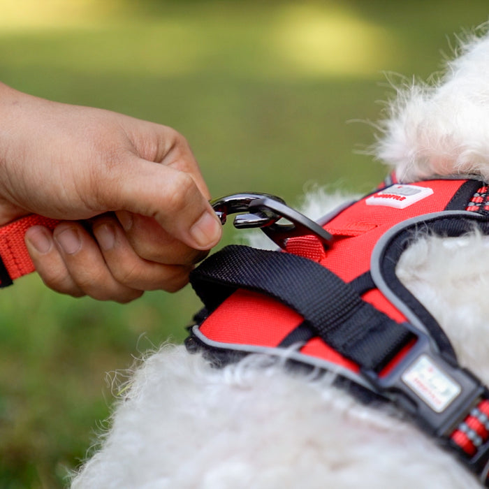 ZL Scarlet Adjustable Padded Dog Harness